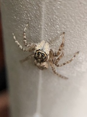 Menemerus semilimbatus