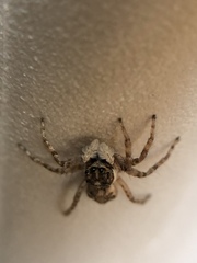 Menemerus semilimbatus