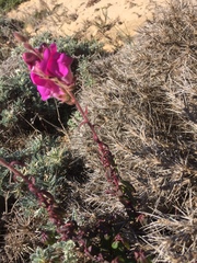 Antirrhinum majus