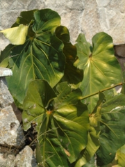 Anthurium faustomirandae