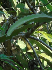 Acanthocereus tetragonus