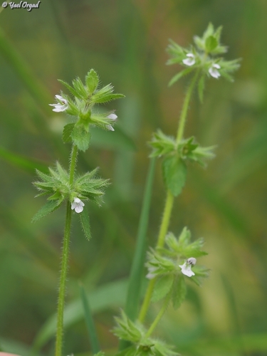 Stachys arvensis