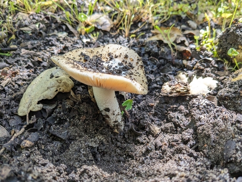 iNaturalist observation photo of springtime amanita