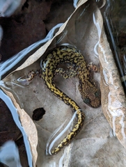Liaoning Clawed Salamander photo 4
