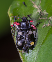 Eumorphus quadriguttatus pulchripes