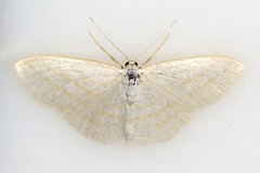 Scopula quadrilineata