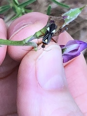 Closterocoris amoenus