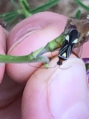 Closterocoris amoenus