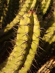 Myrtillocactus cochal