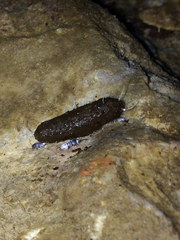 Tomocerus californicus