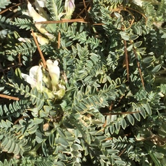 Astragalus tragacantha