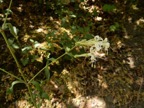 Silene nemoralis, photograph 4