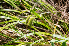 Carex comosa