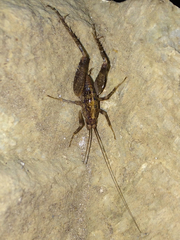 Pristoceuthophilus pacificus