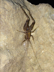 Pristoceuthophilus pacificus