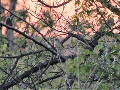 Vireo bellii
