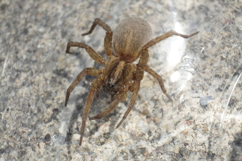 Rustic Wolf Spider photo 3