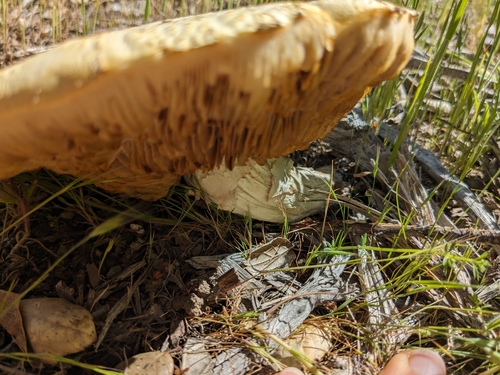 iNaturalist observation photo of Fungi Including Lichens