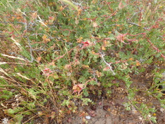 Rosa minutifolia