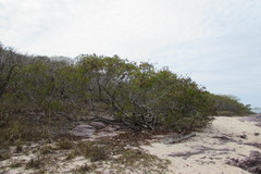 Conocarpus
