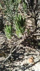 Xiphotheca lanceolata