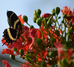 Papilio garamas garamas