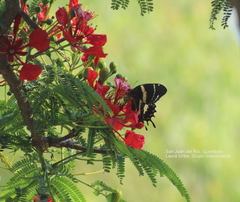 Papilio garamas garamas