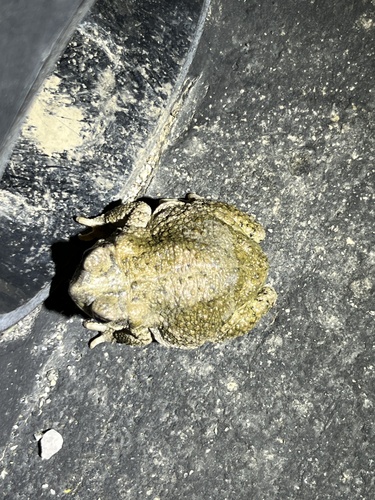 iNaturalist observation photo of Red-spotted Toad