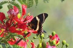 Papilio garamas garamas