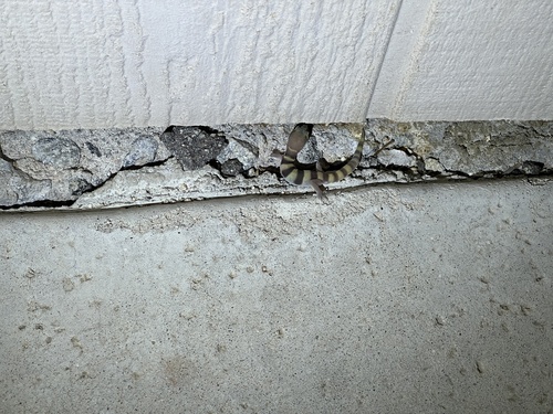 iNaturalist observation photo of Western Banded Gecko
