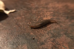 Ambigolimax