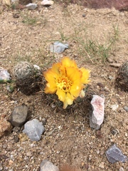 Coryphantha echinoidea