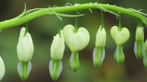 Image of Lamprocapnos spectabilis by (c) Marilynn Miller, some rights reserved (CC BY)