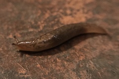 Ambigolimax