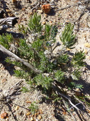 Xiphotheca lanceolata