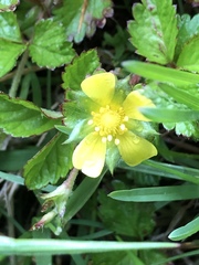 Potentilla indica