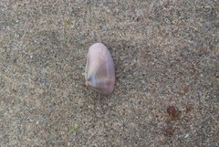 Donacidae