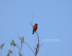 Pyrocephalus rubinus