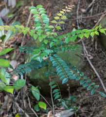 Zanthoxylum avicennae