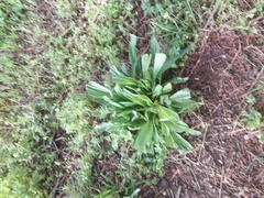 Plantago lanceolata
