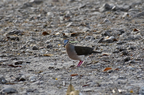 Brown-backed Dove