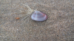 Donacidae