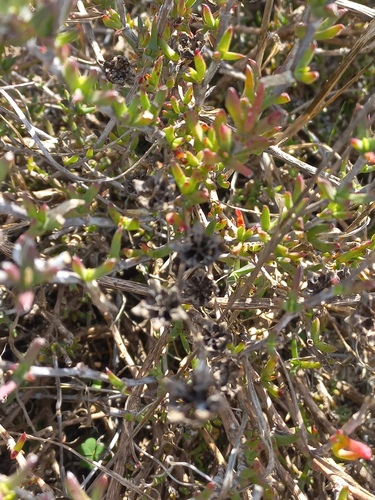 Erepsia bracteata, photograph 4