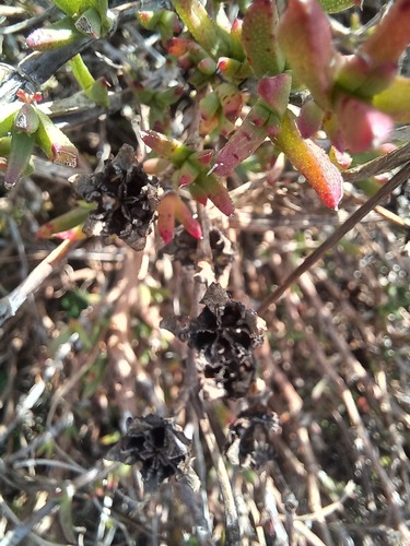 Erepsia bracteata, photograph 5