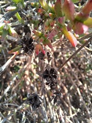 Erepsia bracteata, photograph (c) Jared Zachary Herman, some rights reserved (CC BY)