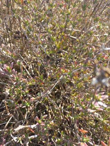 Erepsia bracteata, photograph 3