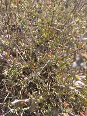 Erepsia bracteata, photograph (c) Jared Zachary Herman, some rights reserved (CC BY)