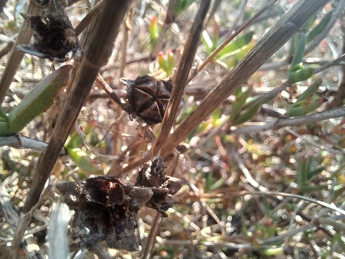 Erepsia bracteata, photograph 6
