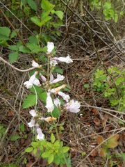 Penstemon laxiflorus