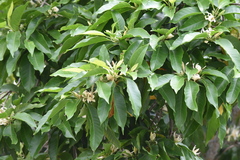 Magnolia × alba